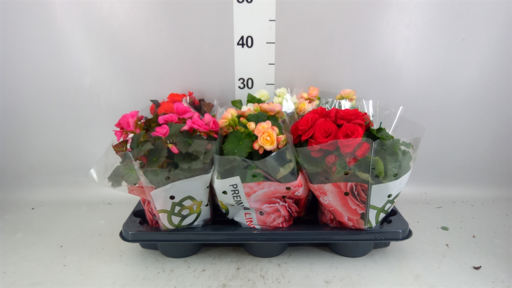 Begonia Double Mix 14Ø 31cm