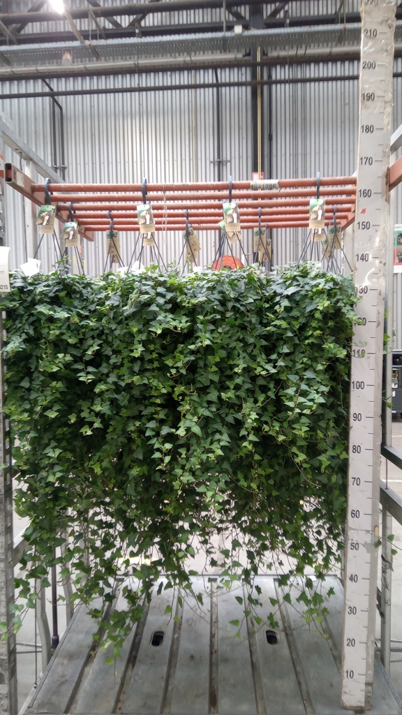 Hedera Helix Anna 24Ø 90cm