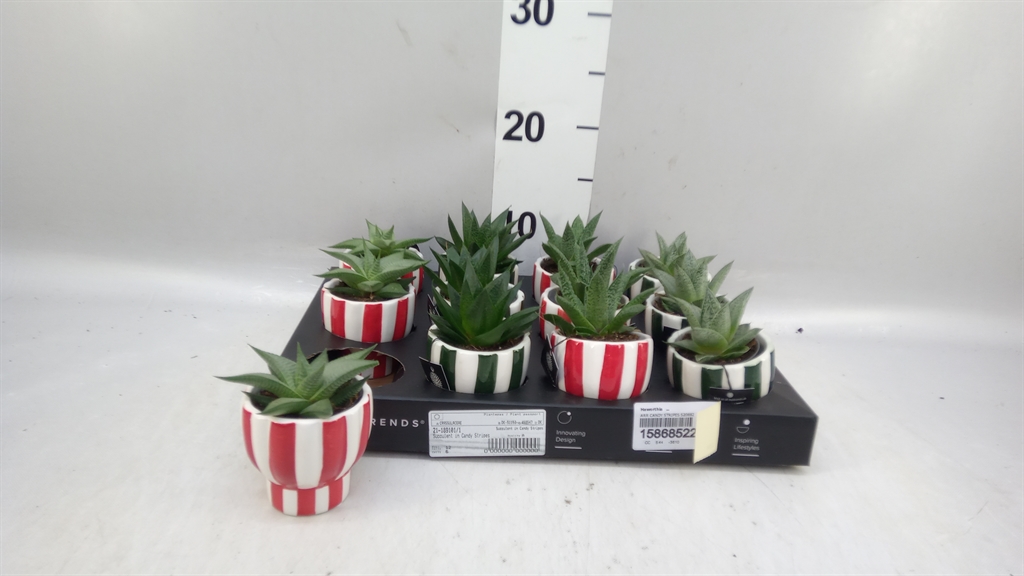 Haworthia 6Ø 15cm