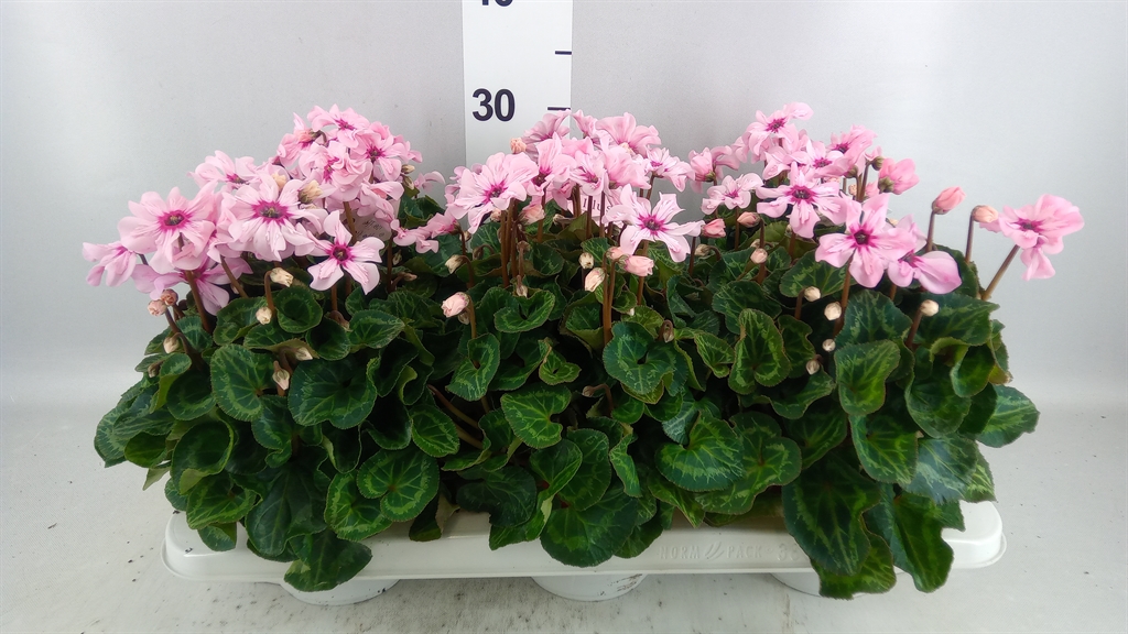 Cyclamen Persicum Illusia 13Ø 25cm