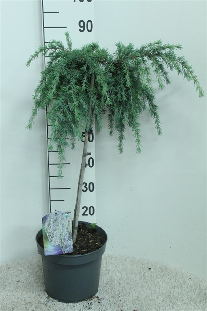 Cedrus Feelin' Blue 26Ø 85cm