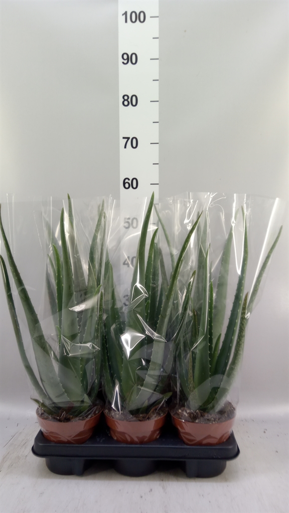 Aloe Vera 14Ø 55cm
