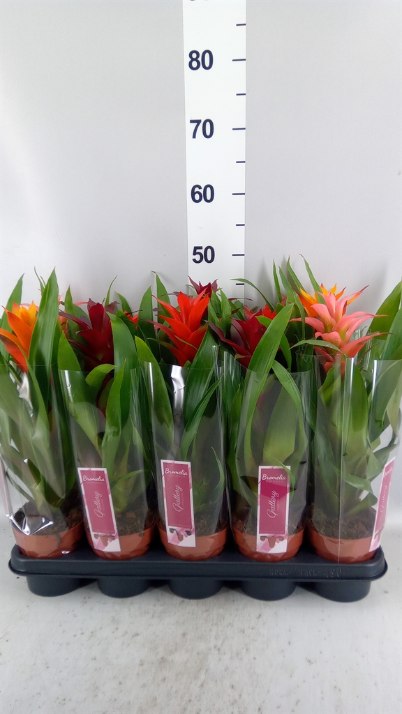 Guzmania Mix 12Ø 50cm
