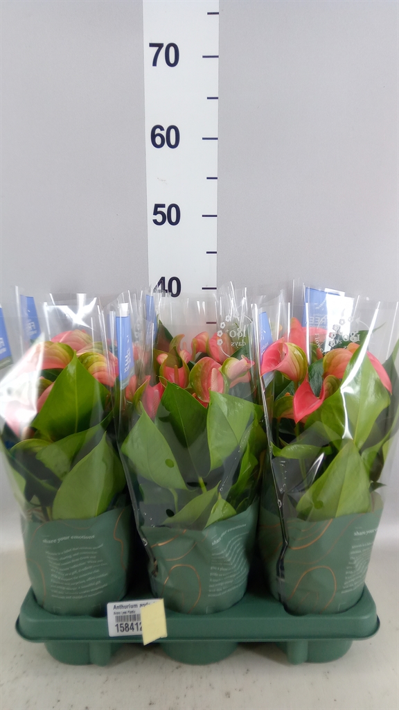 Anthurium Joli 12Ø 43cm