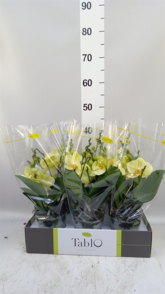 Phal Ov Geel 12Ø 40cm