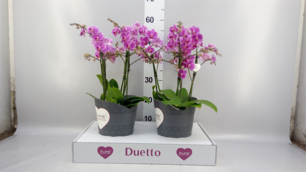 Phal Mf F Fc Friday 17Ø 50cm