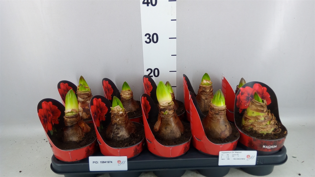 Hippeastrum Magnum 12Ø 25cm