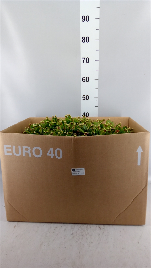 Schlumb Overig 45Ø 45cm