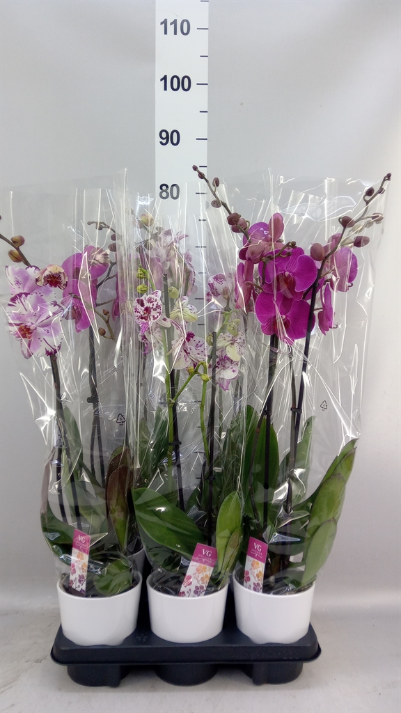 Phalaenopsis Mix 12Ø 55cm 2st