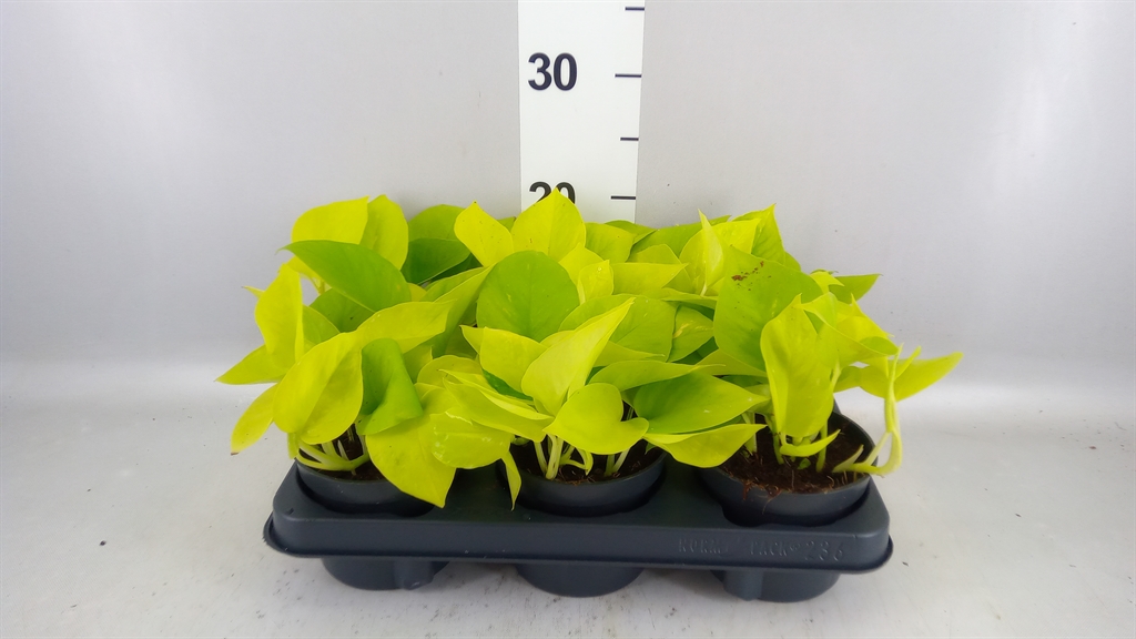 Epipermnum Golden Pothos 12Ø 25cm