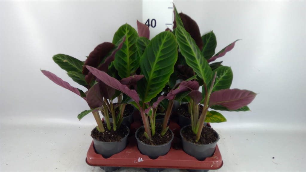 Calat Warscewiczii 12Ø 35cm