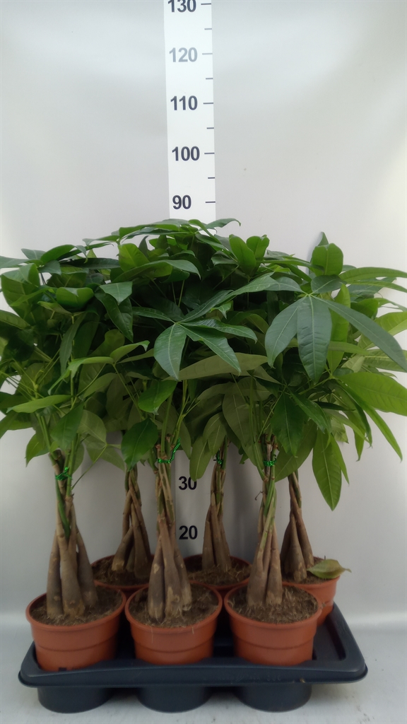 Pachira Aquatica 17Ø 65cm