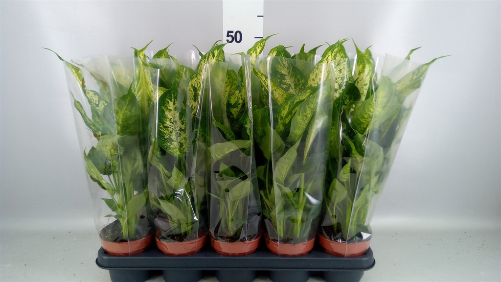 Dieffenbachia Compacta 12Ø 45cm