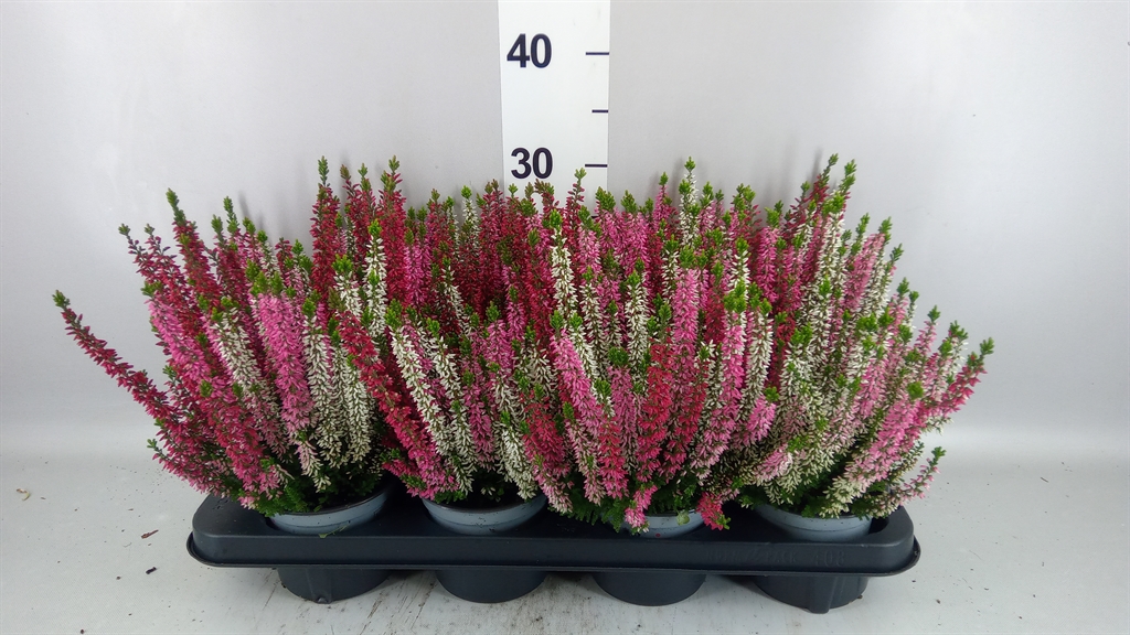 Calluna Beauty Ladies Ametie Mix In Pot 12Ø 17cm