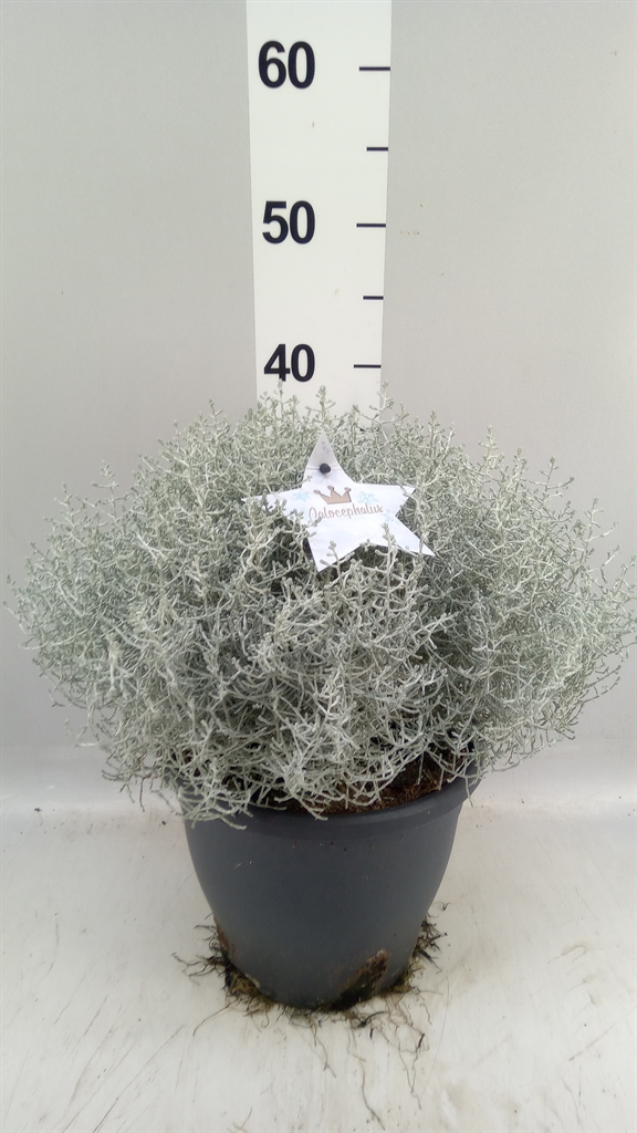 Leucophyta Brownii 23Ø 45cm