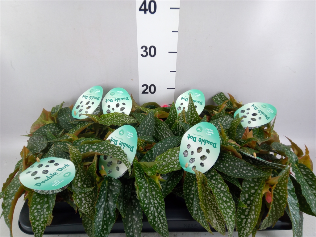 Begonia Leaf Double Dot 12Ø 20cm
