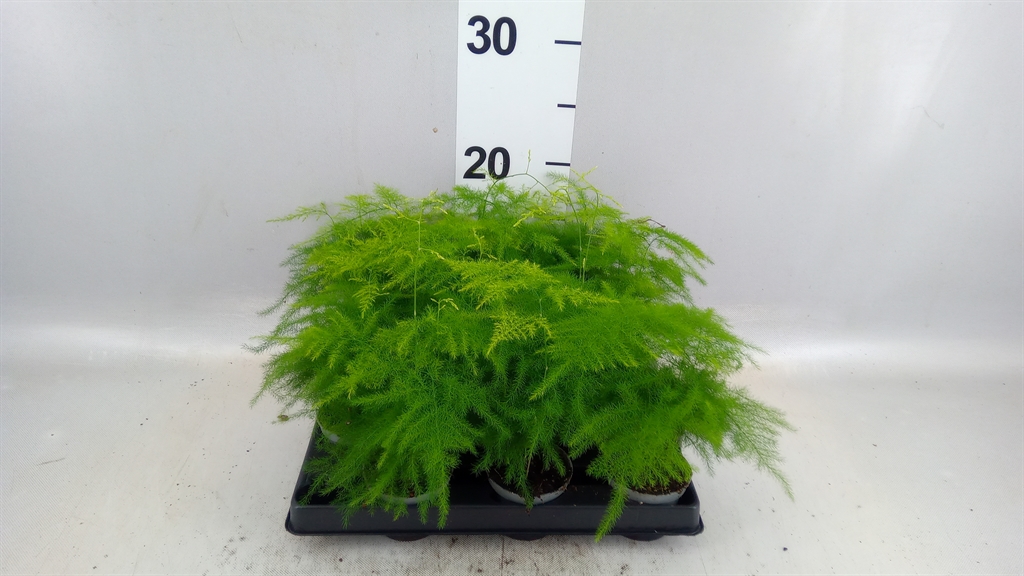 Assssspar Setaceus 6Ø 15cm