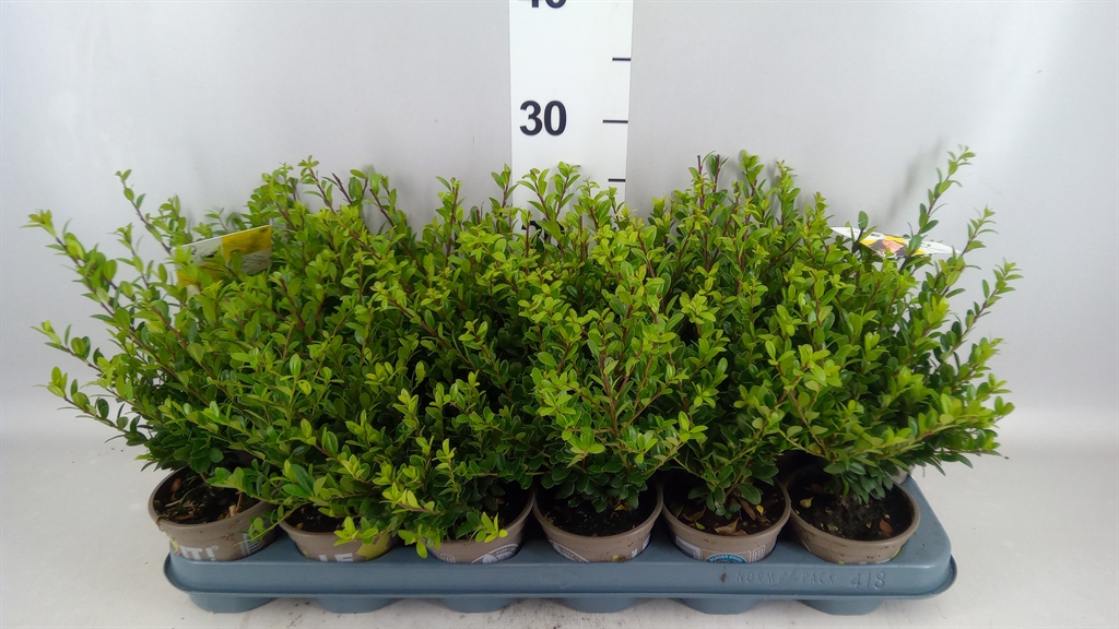Ilex Dark Green 9Ø 15cm
