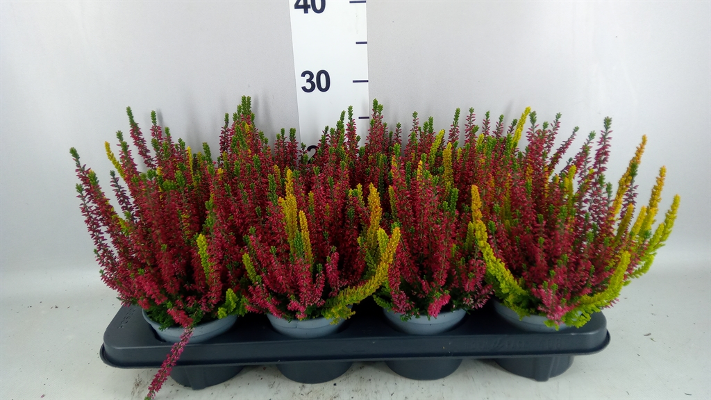 Calluna Vulgaris Mix 12Ø 25cm