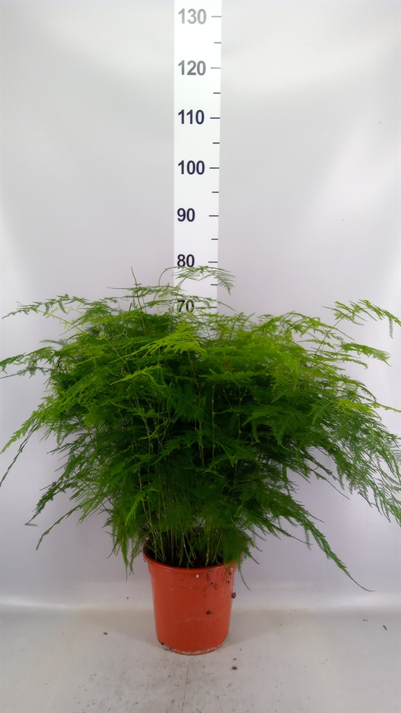Assssspar Setaceus 21Ø 60cm