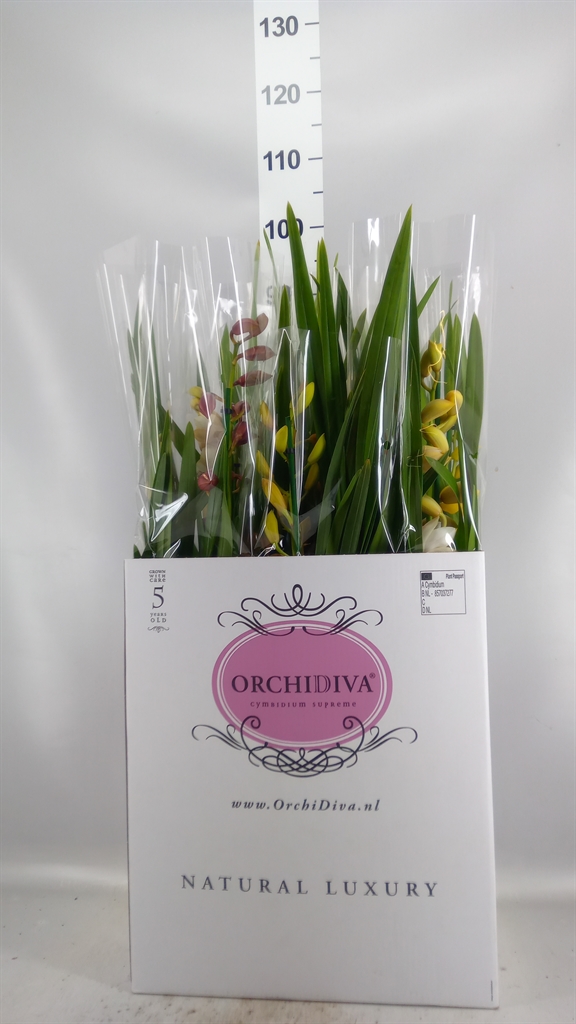 Cymbidium Mixed 14Ø 70cm 2st