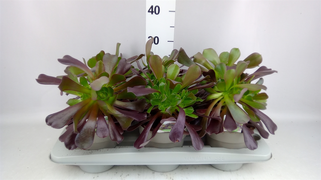 Aeonium Arboreum 14Ø 38cm