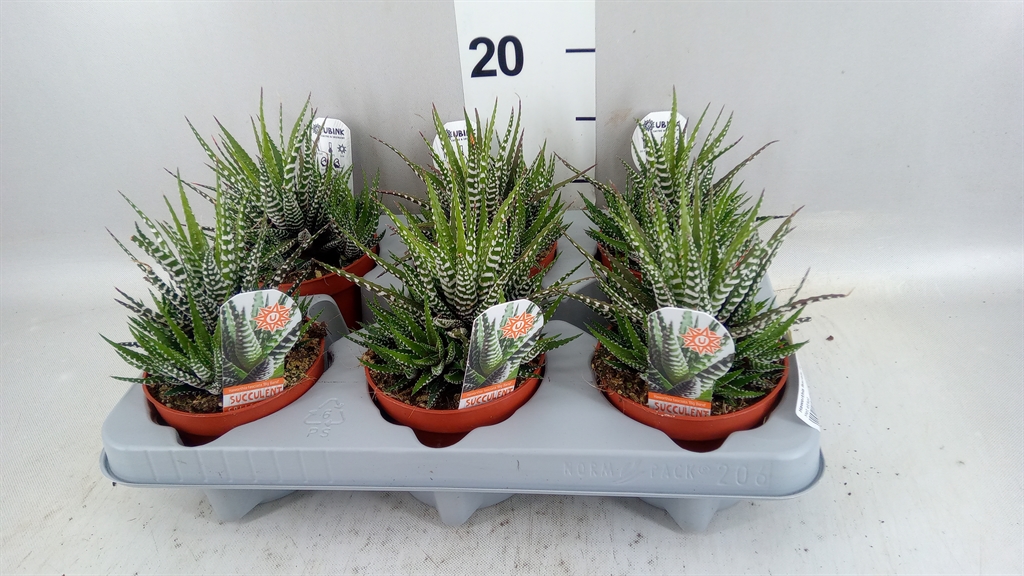 Haworthia Big Band 10Ø 16cm