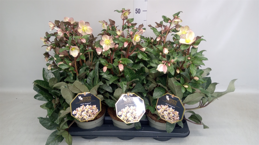 Helleborus Hgc Maestro 15Ø 25cm