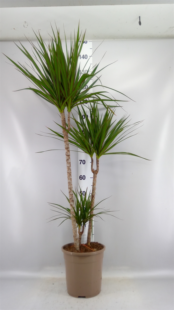 Dracaena 24Ø 140cm