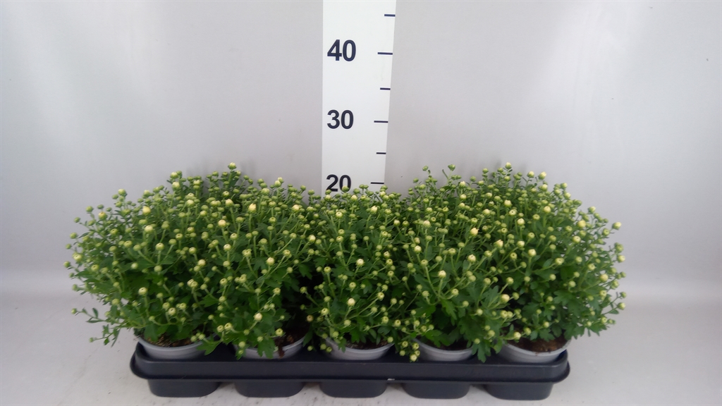 Chrysanth Gardenmumsaic White 12Ø 25cm