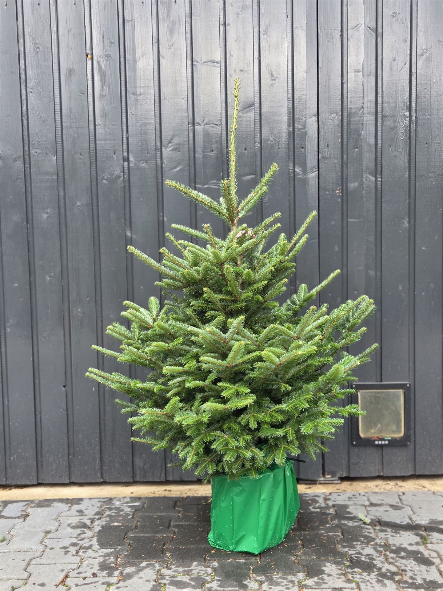 Abie Fraseri 28Ø 140cm