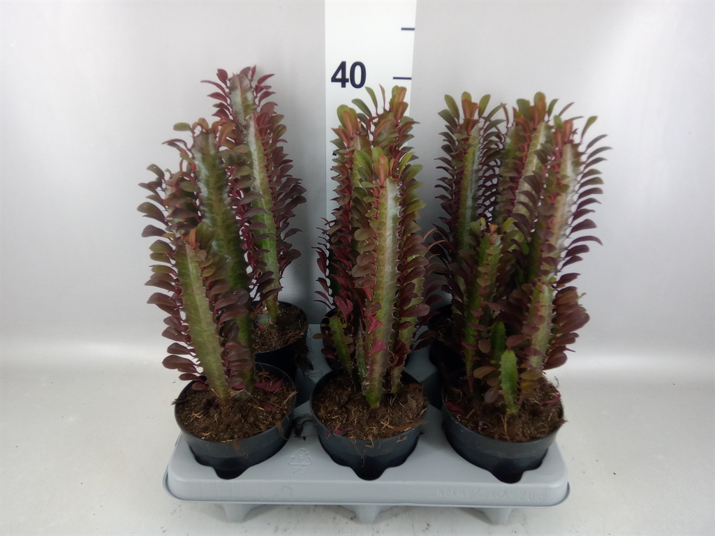 Euphorbia Trigona Rubra 12Ø 30cm