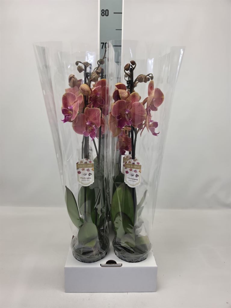 Phal Ov 12Ø 50cm