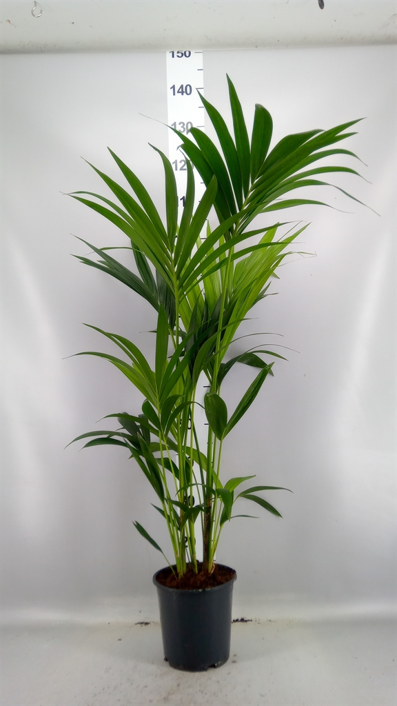 Howea Forsteriana 19Ø 100cm