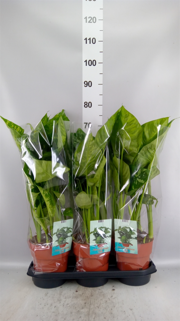 Homalomena Camouflage 19Ø 70cm