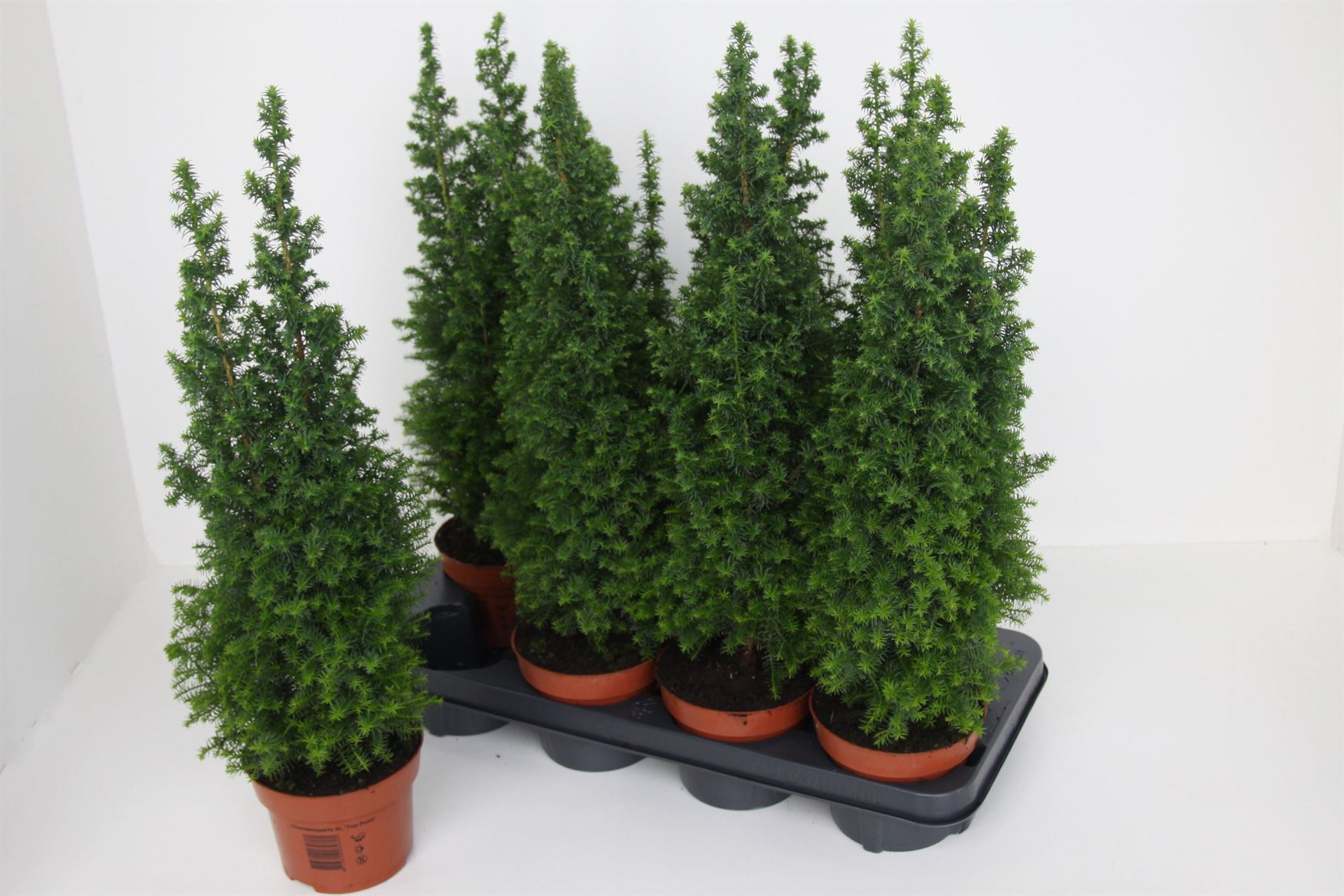 Chamaecyparis Top Point 13Ø 45cm