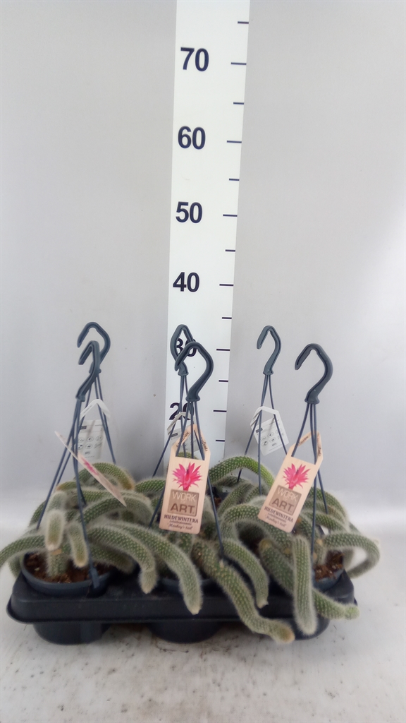 Cactus Overig 12Ø 20cm