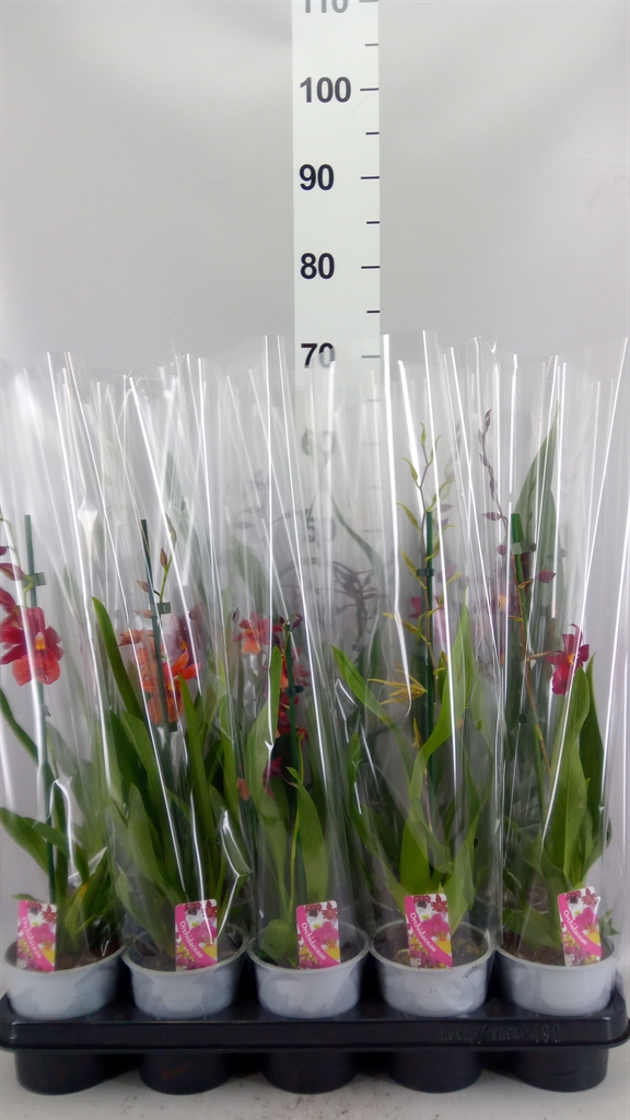 Orchids Mix 12Ø 55cm