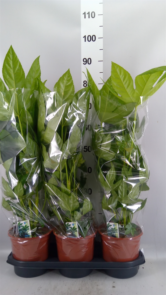 Fatsia Overig 19Ø 70cm