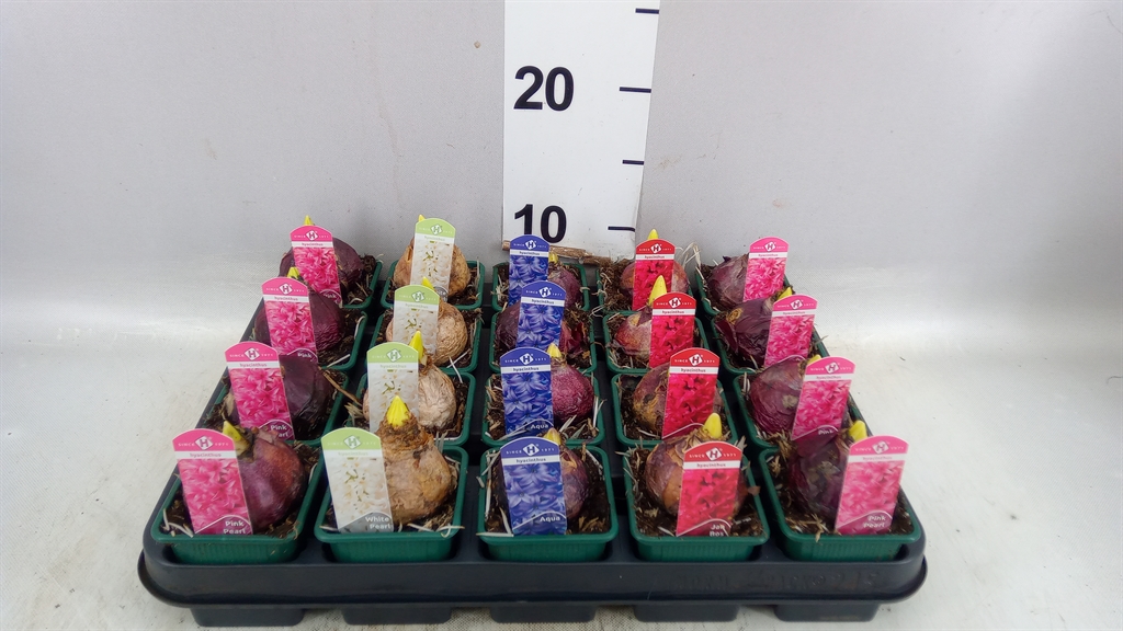 Hyacinthus Mix 7Ø 15cm 1pp
