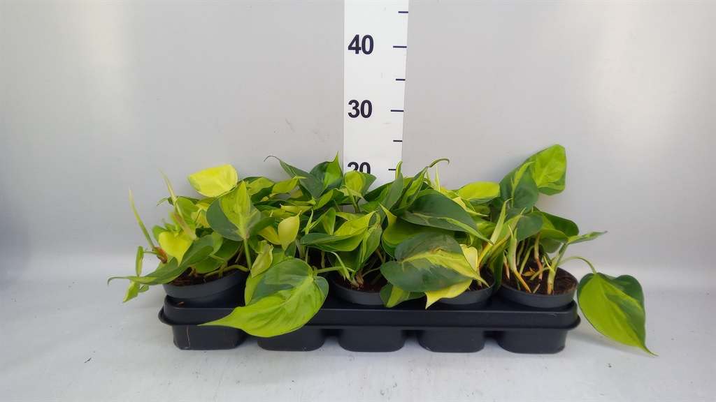 Philodendron Scandens Brasil 12Ø 25cm
