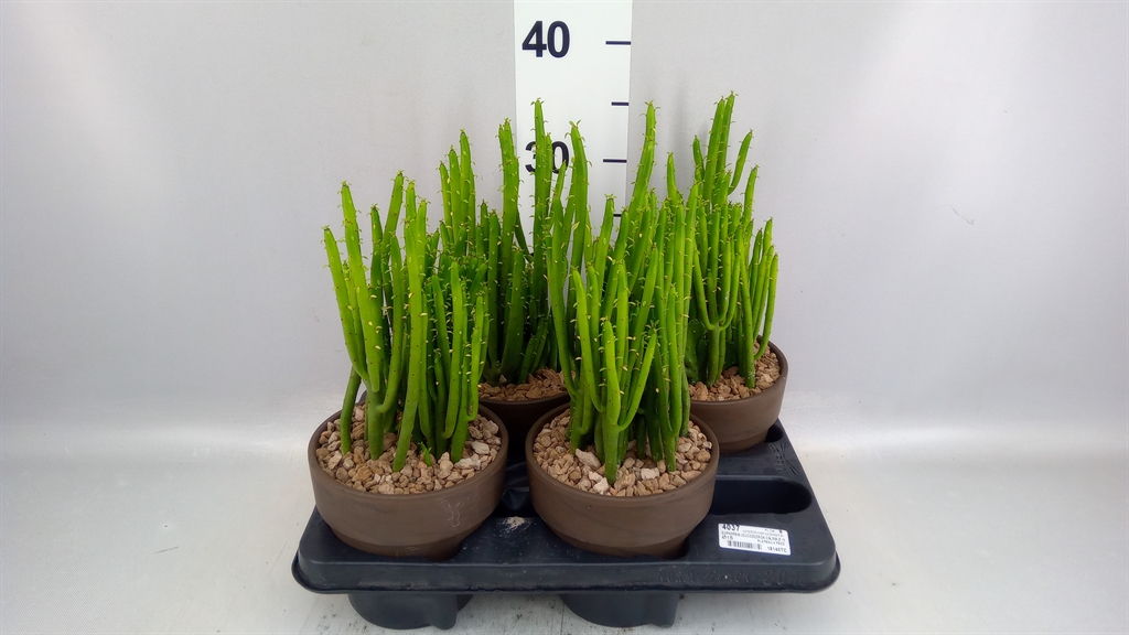 Euphor Succulenten 15Ø 35cm