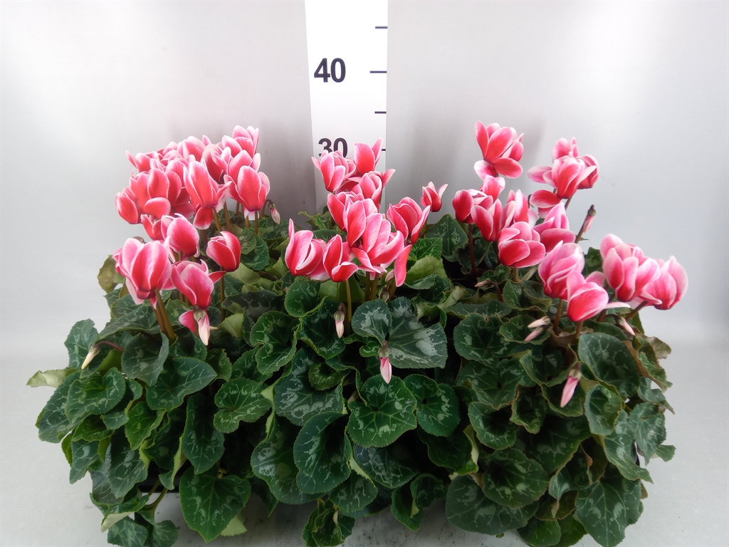 Cyclamen Halios Fantasia 13Ø 30cm