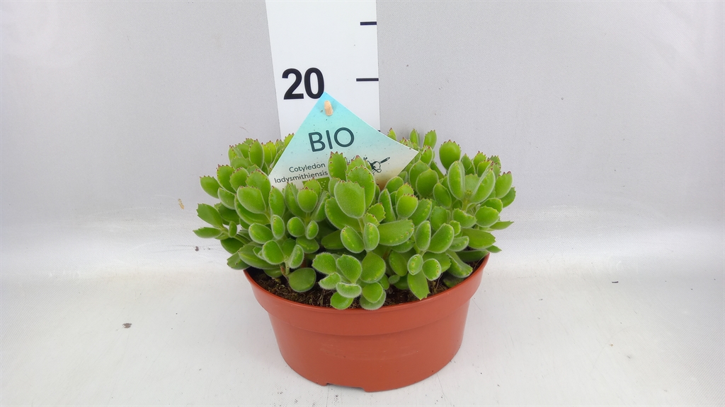 Cotyledon Ladysmithiensis 20Ø 15cm