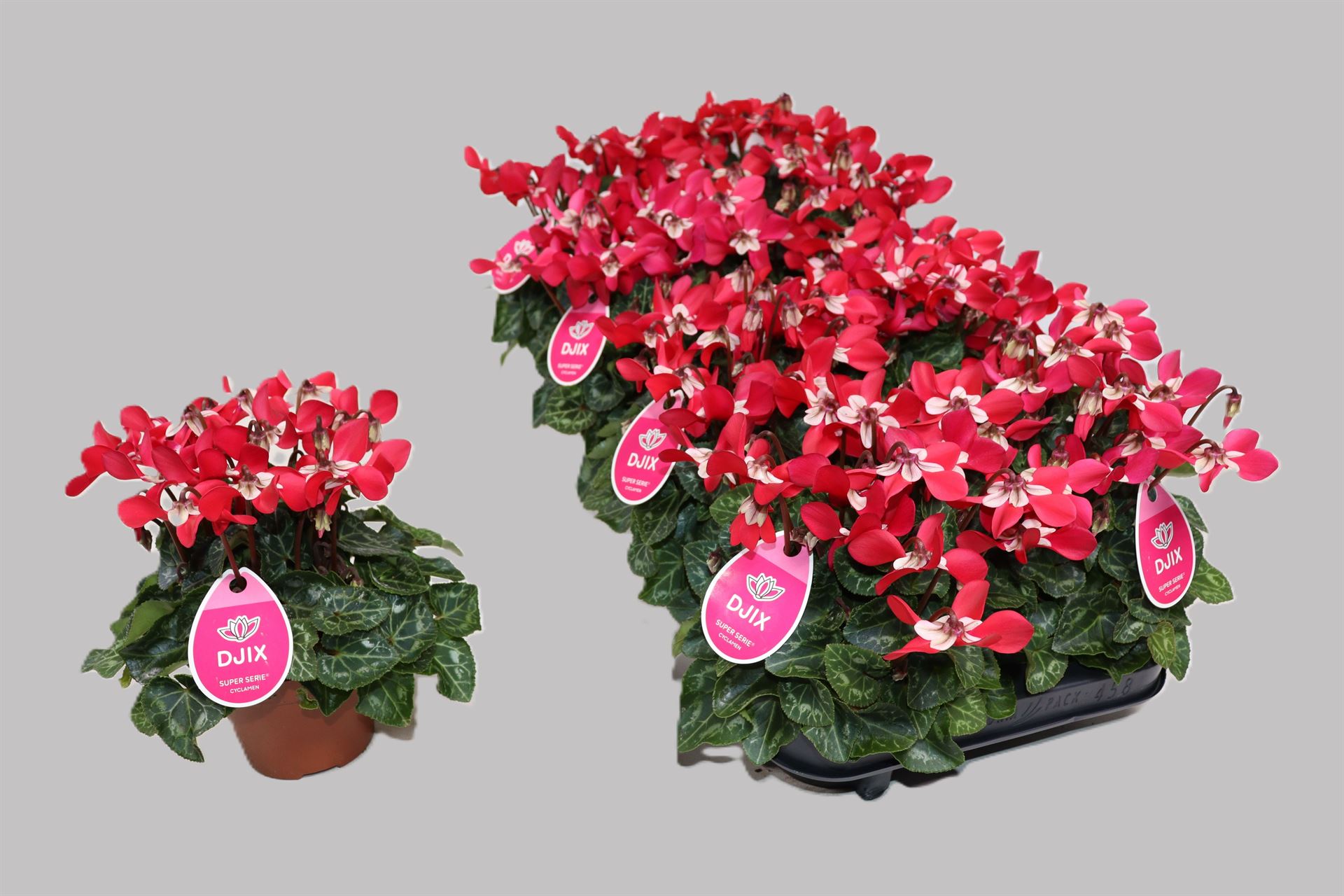 Cyclamen Super Serie Djix 10Ø 23cm