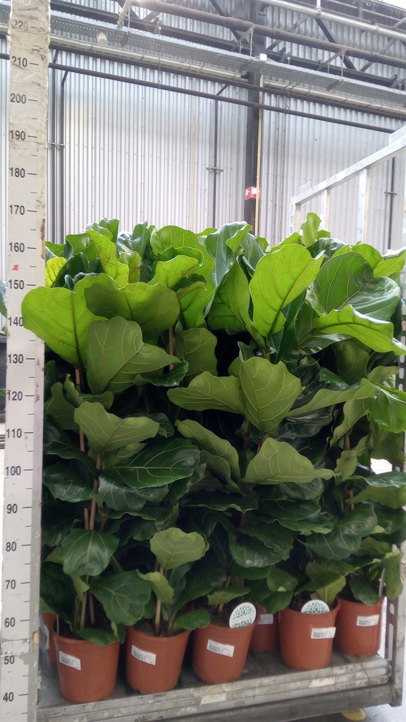 Ficus Lyrata 24Ø 145cm