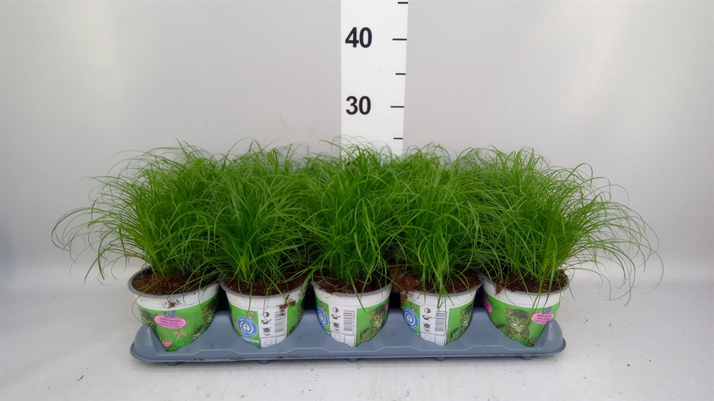 Cyperus Zumula 12Ø 25cm