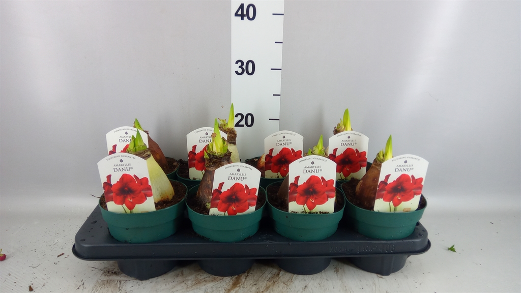 Hippeastrum Amorita Danu 14Ø 20cm