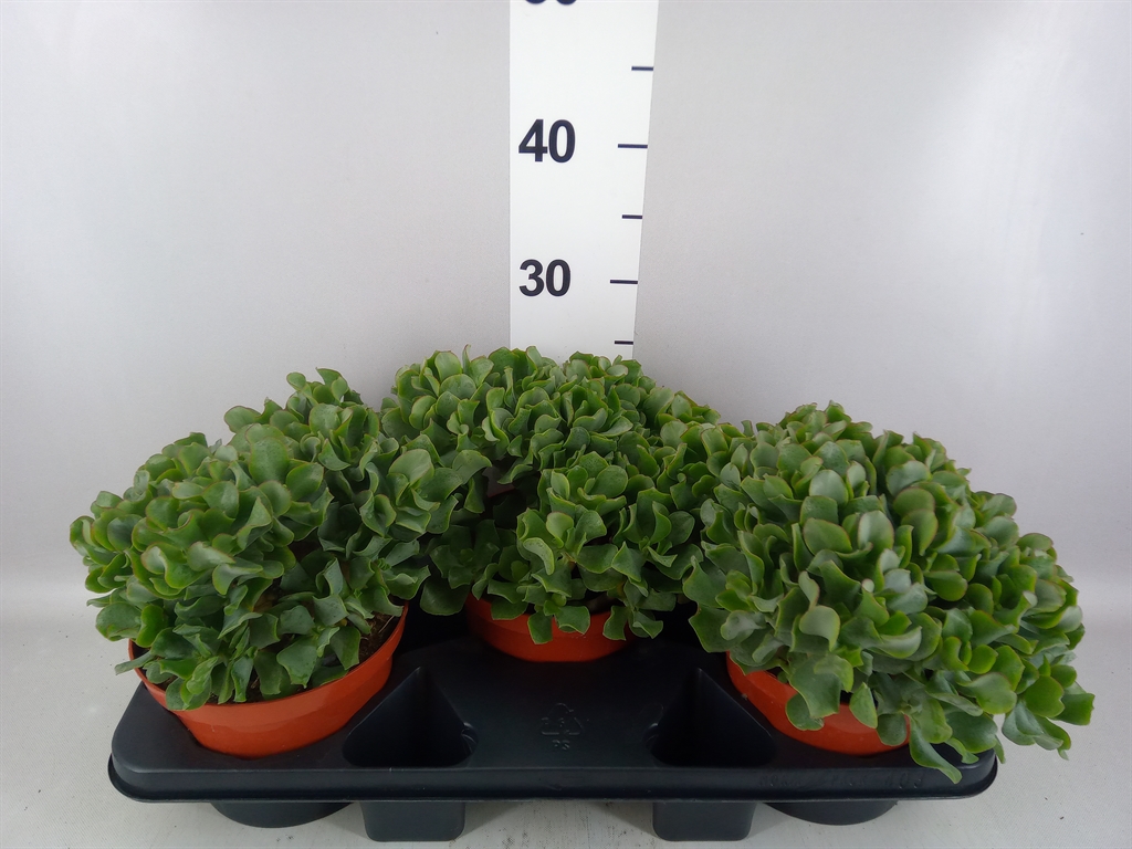 Crassula 17Ø 20cm