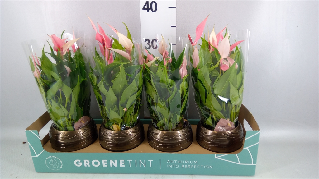 Anthurium Lilli 10Ø 30cm